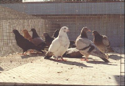 Young Tipplers in the fly pen