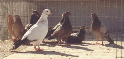 Young Tipplers in the Fly Pen