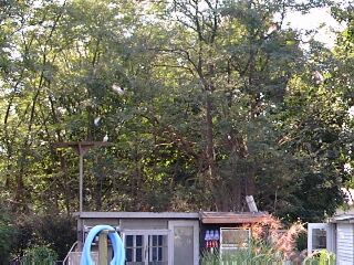 The birds land on the highest point--in this case the landing board.