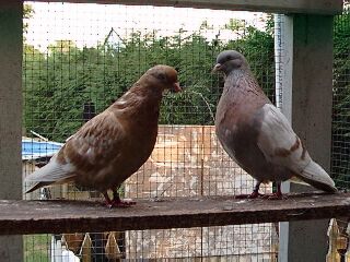 Some of his breeders.