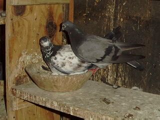 The barred bird is a Shannon bloodline.