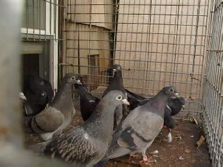 Here are some of Bob's young ones just waiting to be let out for the first time.