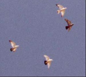 .... and away they go!   Don's team is certainly a nice looking bunch of birds.  The traditional dark colors on tail and wing-tips help to identify the well-known Tippler pattern called "print".