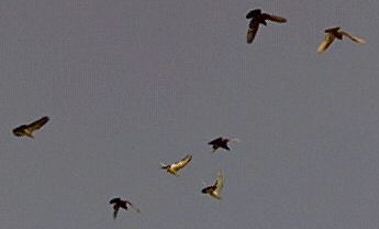 The birds above fly over the loft. However, they notice the dropper below and begin to anxiously pass over looking for the opportune time to drop.