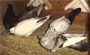 Inside, the birds drop into their community flight box. They are first fed "linseed" or "flax" to give them the necessary oils for their feathers. The birds are yet young but their training continues.