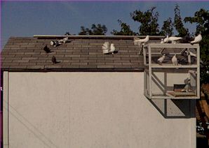 Training begins by becoming familiar with their roof top. After dropping, Dan does not leave the birds to loiter long on the roof before trapping them in.