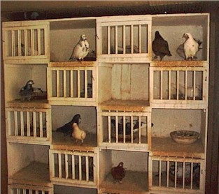 Inside the breeding section.