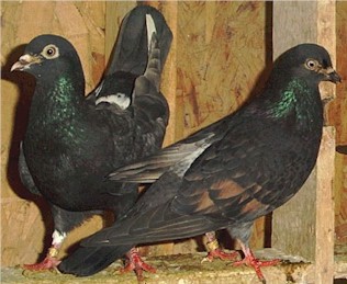 Two birds showing some interesting color. The bronze checking stands out as something different.