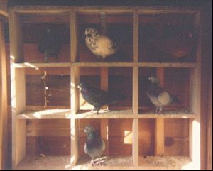 The birds no doubt really enjoy the good fresh air & sunshine.   Although, typically, the birds in competition are kept in kit boxes which are isolated in such a way that the birds cannot see each other until they're released and in the air.  This prevents mating and egg-laying which can be detrimental to a good competition day.  