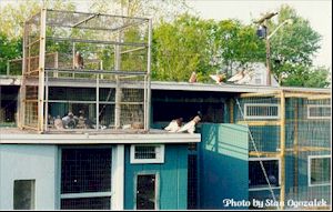 As we know, droppers are very important.  Here pictured are Old Saddle Muff Tumblers used as droppers adjacent to the training box & trap.  Notice the young tipplers inside the box getting used to the surrounding area and roof-top.  A dropper is inside with them as well..