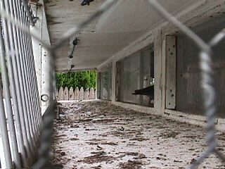 A view of the "transitory section" in which the birds enter the loft on the left and once in this section they will enter their appropriate section by passing through the only open door. Notice the tail of one bird who is entering the loft.