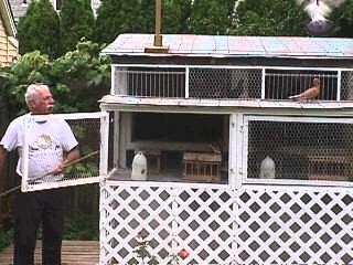 Here the birds have been in this forward compartment and now the birds are being sent out by merely opening the door from the front. A stick is used to coax out.