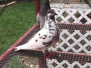 A beautiful mottle in the breeding pen.