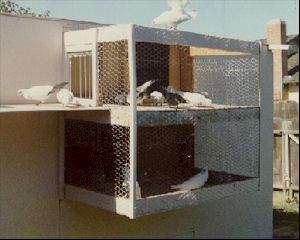  Here is Emil's fly pen and trap.  Notice the dropper on the top of the fly pen (a fantail) which is very important.  No tippler should be allowed to land on the loft (or anywhere) without a dropper present on the roof.  This conditions the birds the "await" the signal before dropping. 